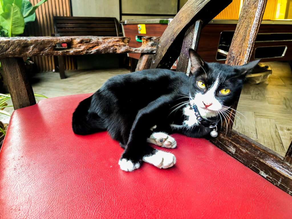 バンコクの路地裏のバーにいた猫。